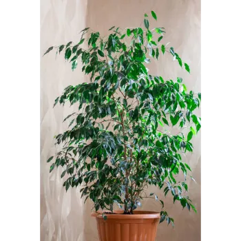 Ficus Benjamina Plant